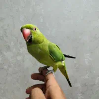 طوطی ملنگو شاه طوطی