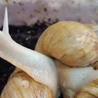 حلزون