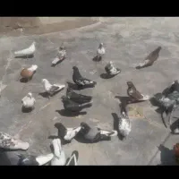 20 عدد کفتر