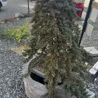 گل ستاره ای/تزئینی/آپارتمانی/گل سایز بزرگ