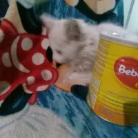 گربه دوماهه بریتیش|گربه|خوی, |دیوار