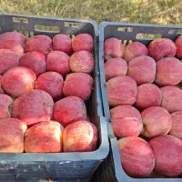 سیب قرمز پیازی فله ای