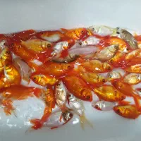 ماهی قرمز|ماهی|یزد, |دیوار