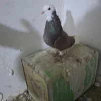 کبوتر فروشی لوتی و شازده و سررور|پرنده|ایلخچی, |دیوار