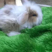 خرگوش چلوندنی و لوپ|موش و خرگوش|ساری, |دیوار