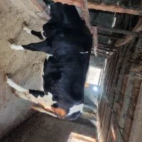 فروش گاو سیمینتال همراه با گوساله|حیوانات مزرعه|زیرآب, |دیوار