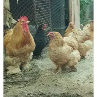 مرغ برهما بوف