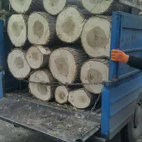 خریداردرخت قلمه سوید چنار میوه وچوب سقفی