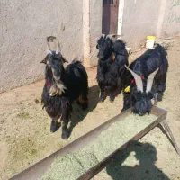 ۵راس چبش نر تخمی|حیوانات مزرعه|مرودشت, تخت جمشید|دیوار