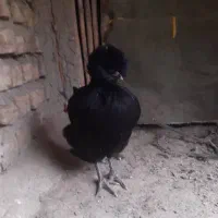 جوجه کاکلی فروشی