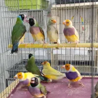 پرنده سرای عزیزی