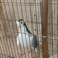 کبوتر دمگیر دستگردی|پرنده|اصفهان, پوریای ولی|دیوار