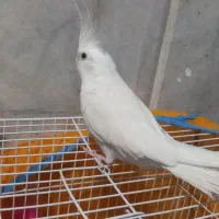 عروس هلندی آلبینو|پرنده|زابل, |دیوار