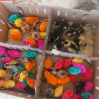 همه مدل جوجه رنگی رسمی ،اردک