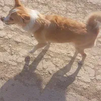 سگ گمشده|حیوانات|مشهد, کارمندان دوم|دیوار