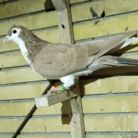 کبوتر رنگی پرشی|پرنده|مشهد, اقبال|دیوار