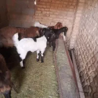 بزغاله وبره