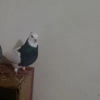 طوقی.مژدگانی محفوظه
