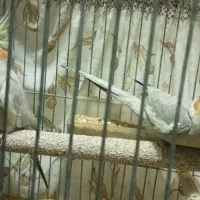 یک جفت عروس هلندی