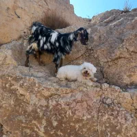 بزغاله نر پاکستانی