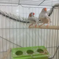 یک جفت فنچ نر وماده مولد به همراه دوتا نر