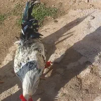 خروس|حیوانات مزرعه|سرپل ذهاب, |دیوار