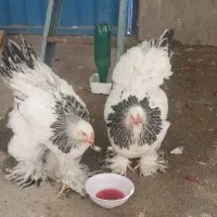 مرغ برهما لایت و نیمچه نسل برهما پرایم