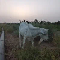 نربز سانن کل خوشتیپ جوان