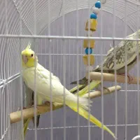 عروس هلندی سالم|پرنده|قم, شهرک مهدیه (مدرس)|دیوار