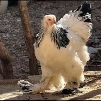 تخم،جوجه برهما لایت اصیل|حیوانات مزرعه|رشت, جانبازان|دیوار