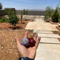 باغ ویلا کودیان/سندتک برگ/نوساز با استخر بزرگ|فروش خانه و ویلا|شیراز, قلات|دیوار