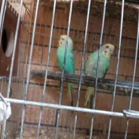 مرغ عشق جفت
