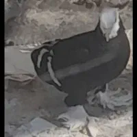 کبوتر ساکسون