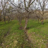 خرید چوب باغی