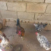 مرغ و خروس و اردک|حیوانات مزرعه|هشتگرد, هشتگرد قدیم|دیوار