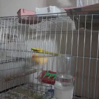 4عدد قناری|پرنده|ساری, |دیوار