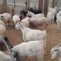 بزبره کهره فروش گله یکجا باسگ وچوپان معاوضه مزدا|حیوانات مزرعه|ارزوئیه, |دیوار