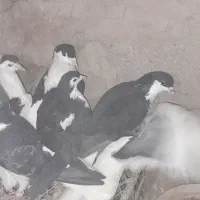 کبوتر کفتر ساده|پرنده|زیرکوه, |دیوار