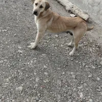 سگ گمشده ماده