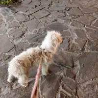 سگ پیدا شده صدرا