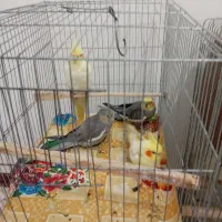 عروس هلندی|پرنده|بومهن, |دیوار