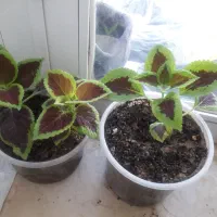 فروش گل های زیبا طبیعی|گل و گیاه طبیعی|سرپل ذهاب, |دیوار