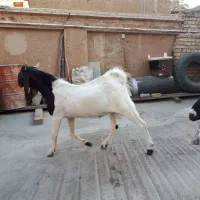 بز پاکستانی بره قوچ