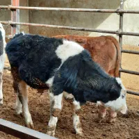 گوساله سیمینتال نر گاو|حیوانات مزرعه|لالجین, |دیوار