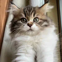 بچه گربه پرشین بریتیش