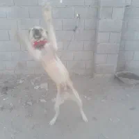 فروش انواع طول های پاپی و دوبرمن قیمت مناسب|سگ|فلاورجان, |دیوار