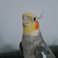 گمشده