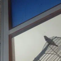 فنج زبرا|پرنده|بندر ماهشهر, |دیوار