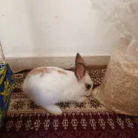 خرگوش بازیگوش