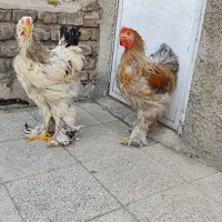 خروس برهما